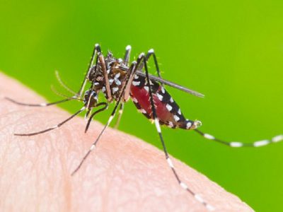 Các biện pháp phòng tránh muỗi
