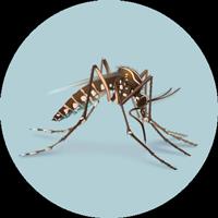 Những điều cần biết về bệnh do vi rút Zika